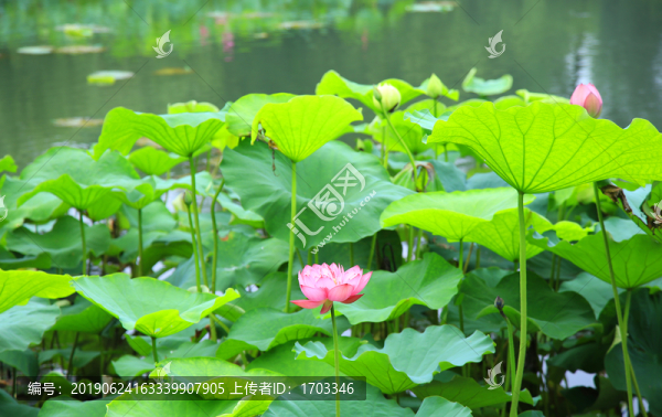 荷花