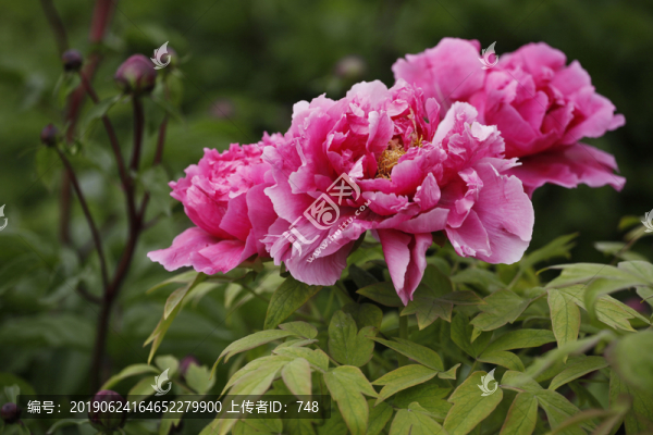 牡丹花開