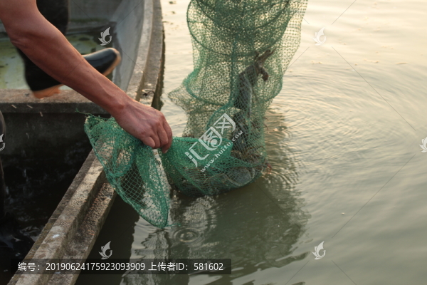 大閘蟹捕撈實(shí)拍