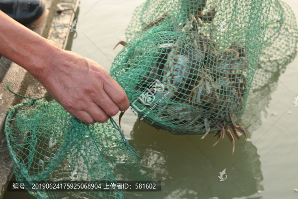 大閘蟹捕撈實(shí)拍
