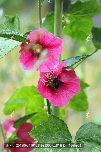 花中的蜜蜂高清圖片