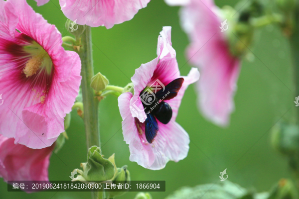 采蜜的蜜蜂