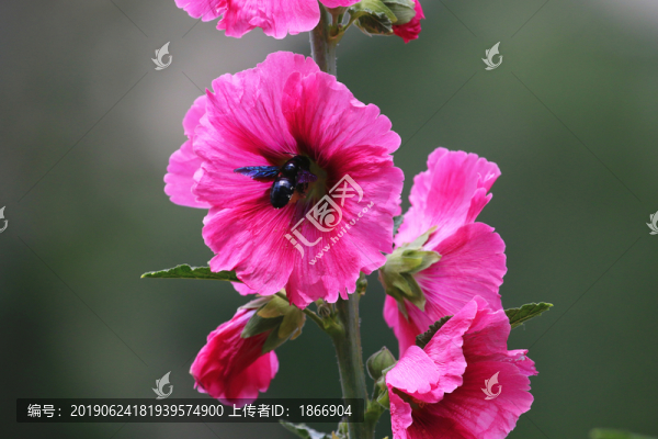 鮮花叢中懸停忙碌的蜜蜂