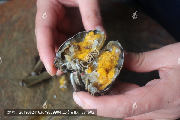 陽澄湖六月黃大閘蟹蟹黃實(shí)拍