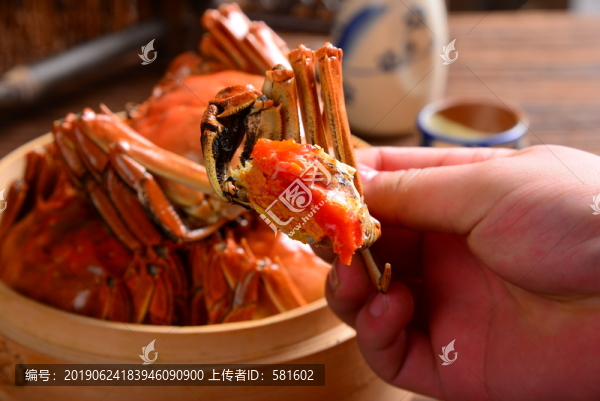 陽澄湖大閘蟹實拍