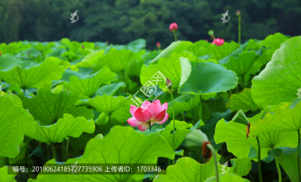 荷花