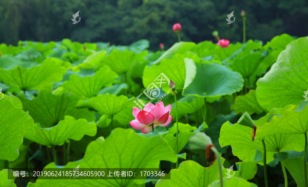 荷花