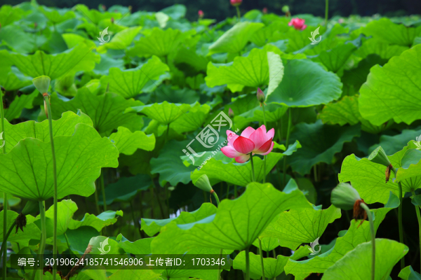 荷花