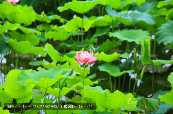 荷花