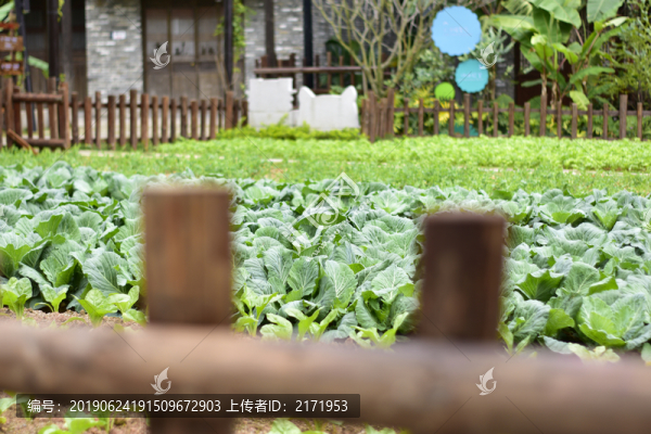 菜園子