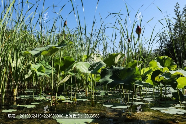 夏至小暑