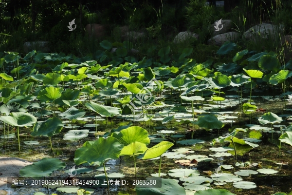 夏至小暑