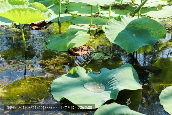 夏至小暑