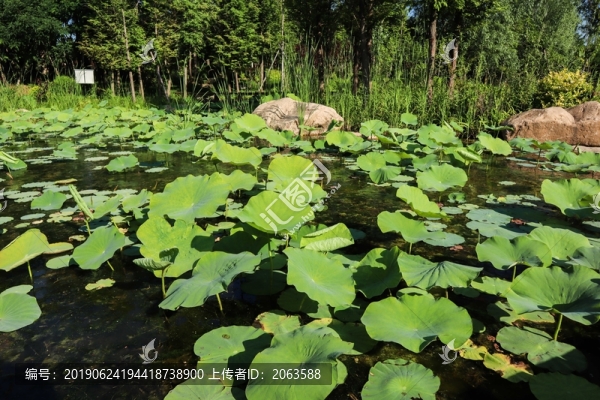 夏至小暑