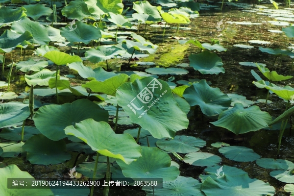 夏至小暑荷塘