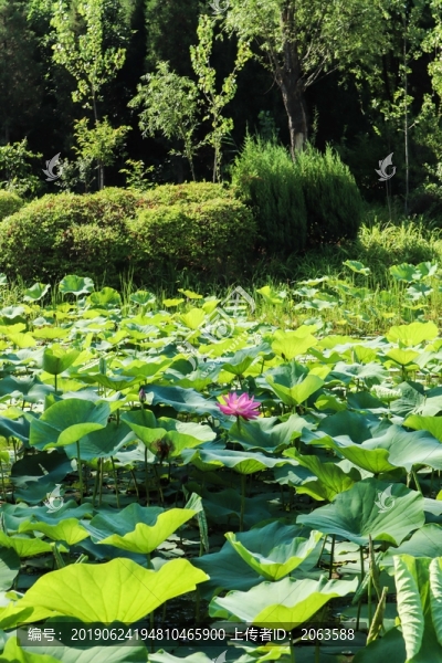 夏至小暑