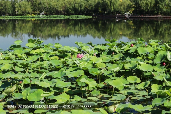 夏至小暑