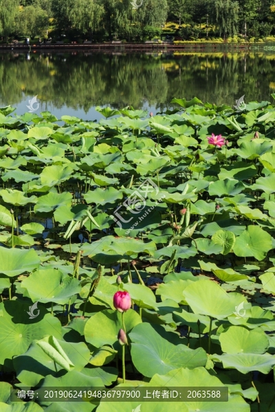 夏至小暑