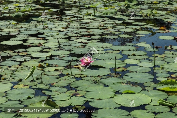 夏至小暑
