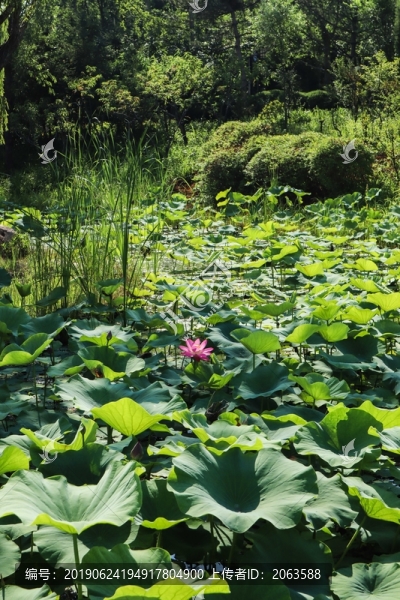 夏至小暑