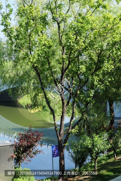 夏至小暑
