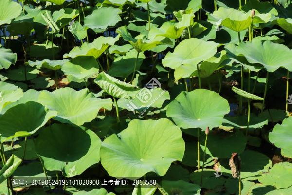 夏至小暑