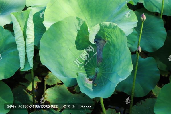 夏至小暑