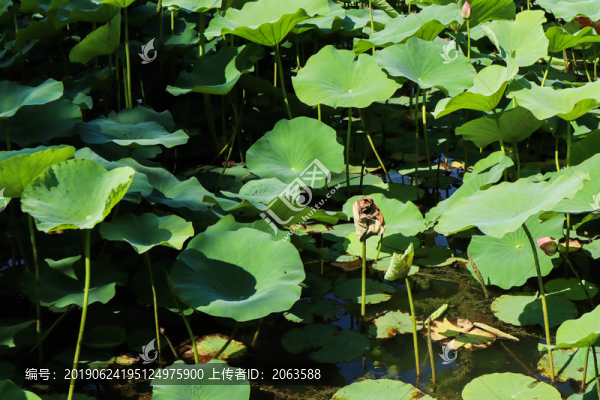 夏至小暑