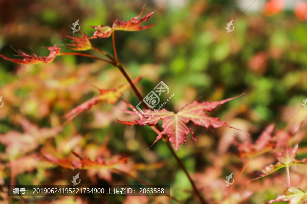 夏至小暑