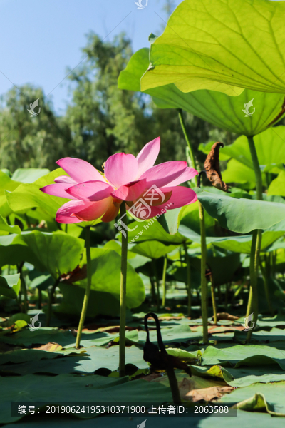 夏至小暑