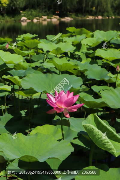 夏至小暑