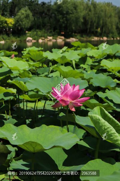 夏至小暑
