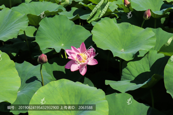 夏至小暑