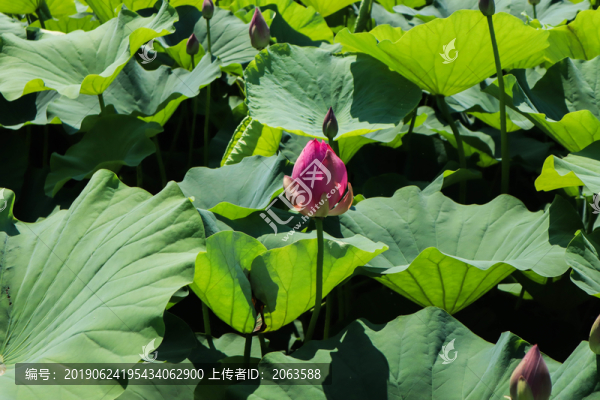 夏至小暑