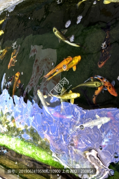 池塘游魚