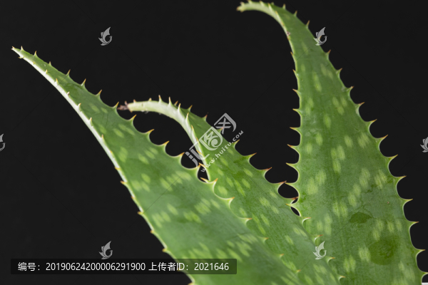 蘆薈
