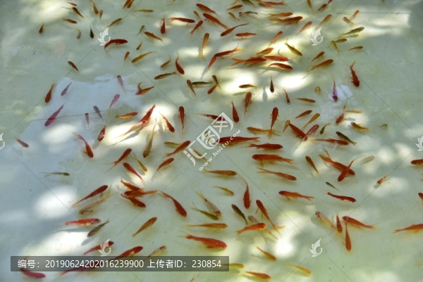 小金魚(yú)