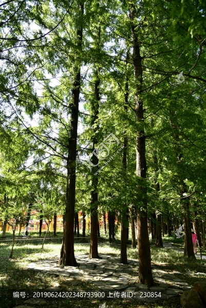 公園樹(shù)木