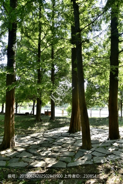 公園樹木