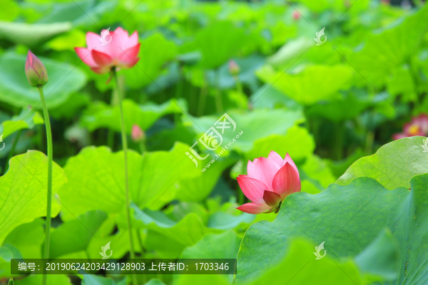 荷花