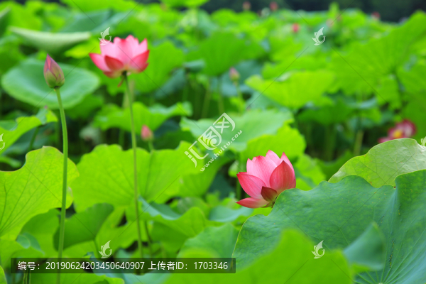 荷花