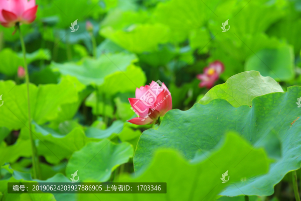 荷花