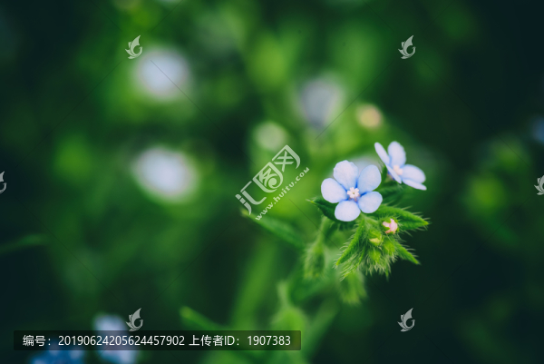 斑種草