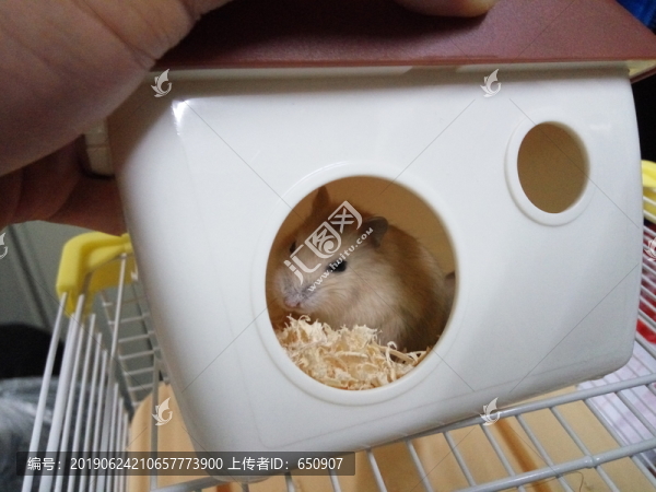 倉鼠