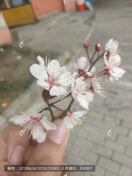 桃花