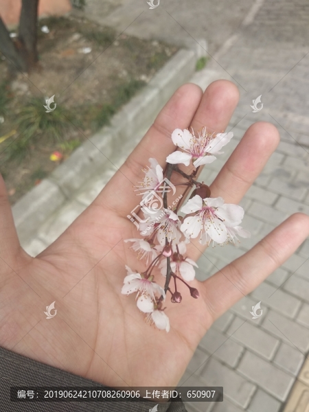 桃花