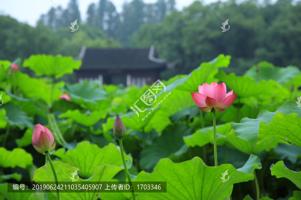 荷花