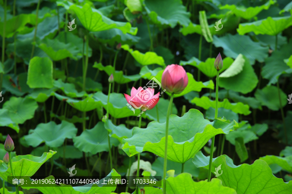荷花