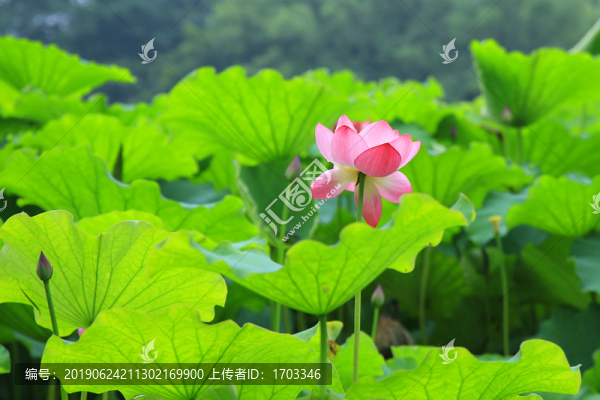 荷花