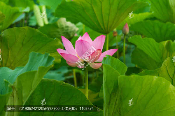 大明湖荷花